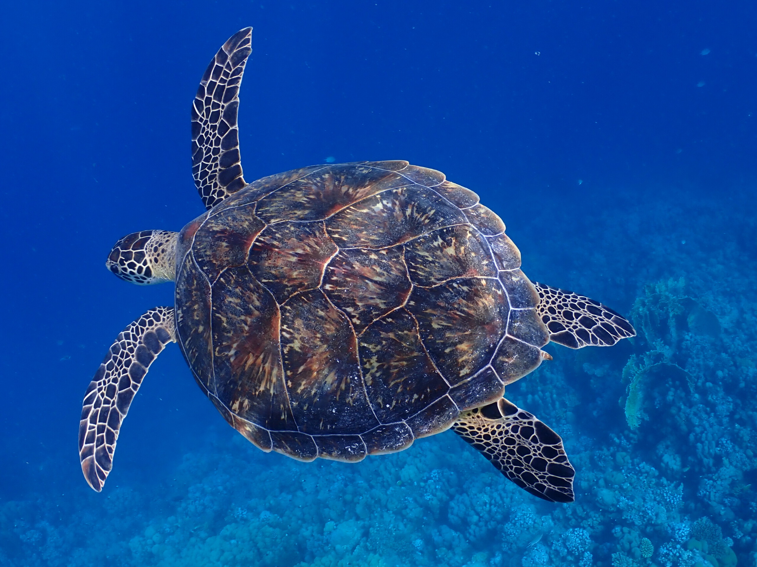 Ecologie Specialty Programma’s