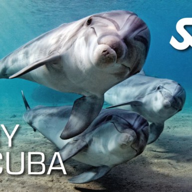 SSI Try Scuba (indoor)