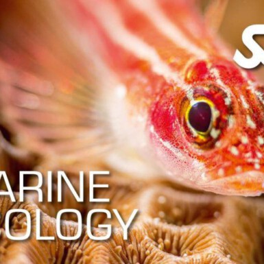 SSI Marine Ecology